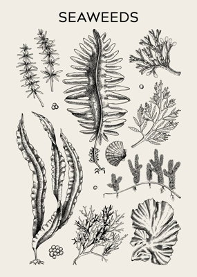 Edible seaweed poster design. Hand-drawn underwater algae - kelp, kombu, wakame, hijiki sketches. Asian cuisine, plant-based food, healthy food ingredients, seafood restaurant menu, wall art, print